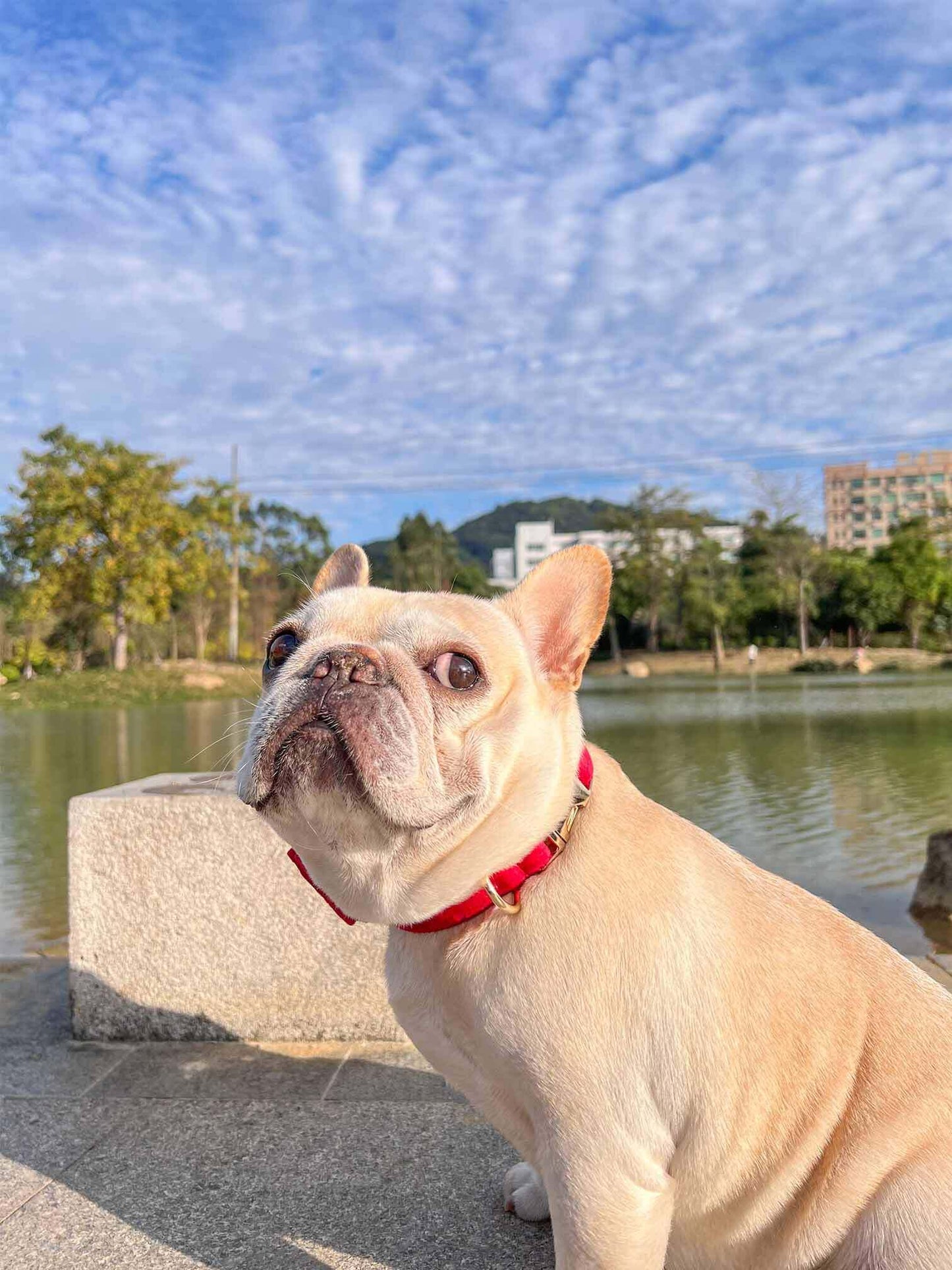 Dog Red Heart Leash Set - Frenchiely