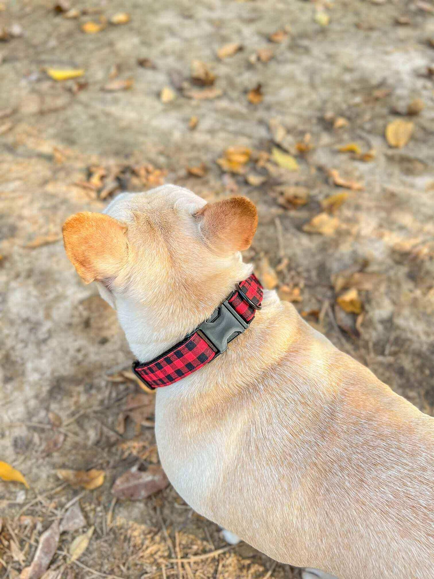 Dog Buffalo Collar Black Buckle - Frenchiely