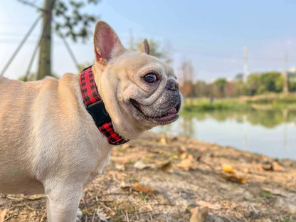 Dog Buffalo Collar Black Buckle - Frenchiely