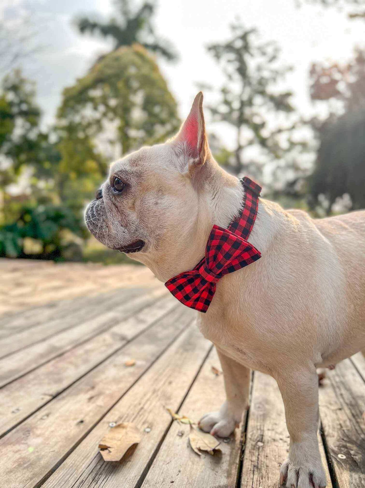 Dog Buffalo Collar Black Buckle - Frenchiely