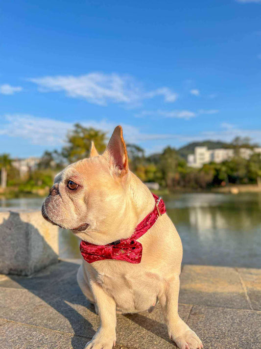 Dog Red Velvet Star Collar - Frenchiely