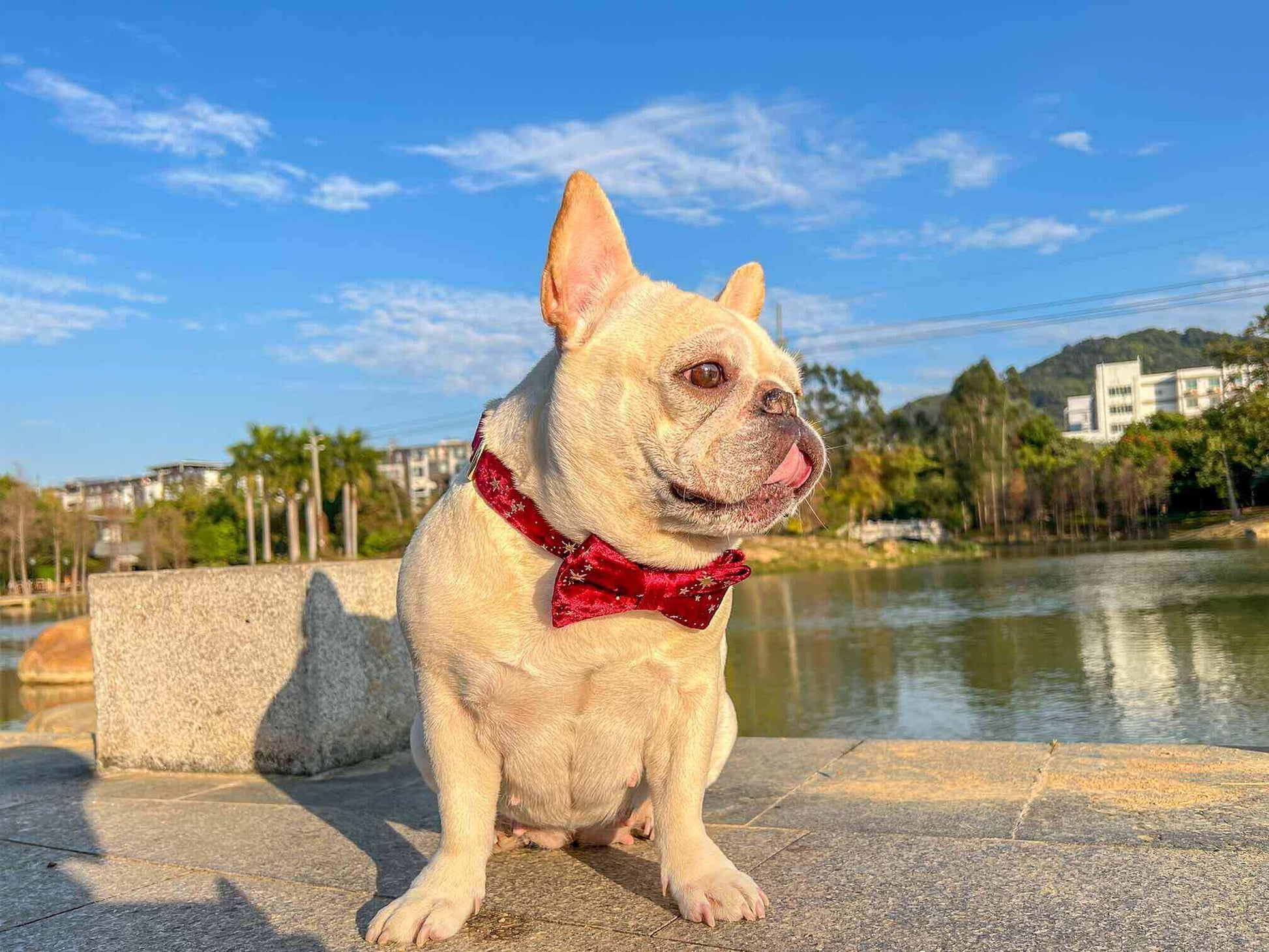 Dog Red Velvet Leash Set - Frenchiely