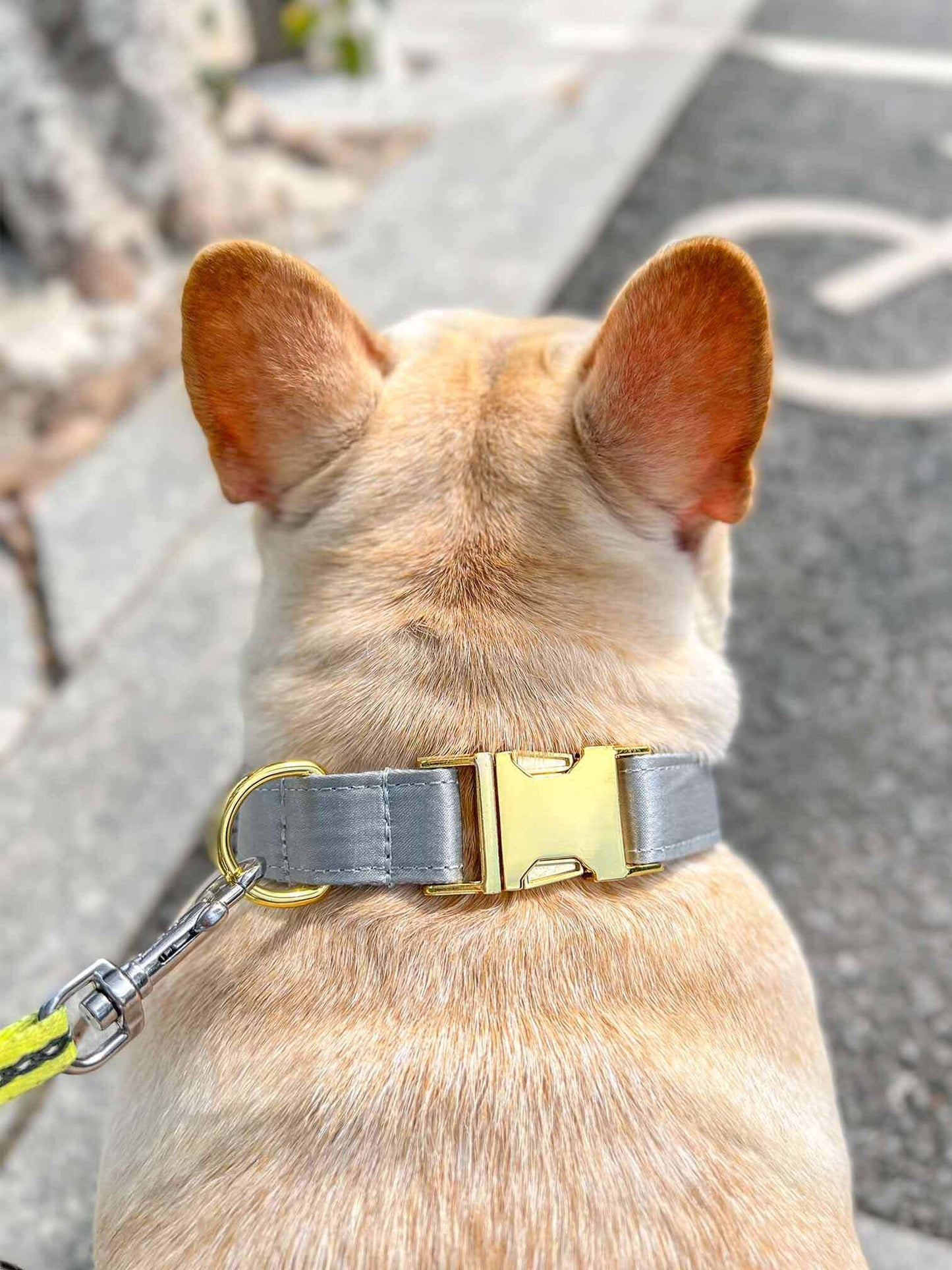 Dog Silvery Collar Leash Set - Frenchiely