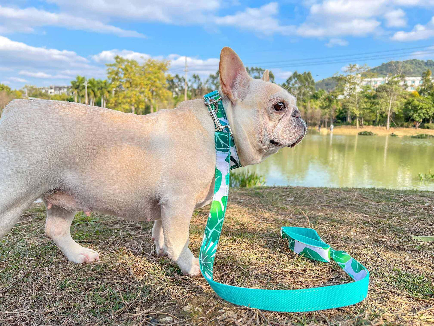 Dog Tropical Vibes Leash Set - Frenchiely