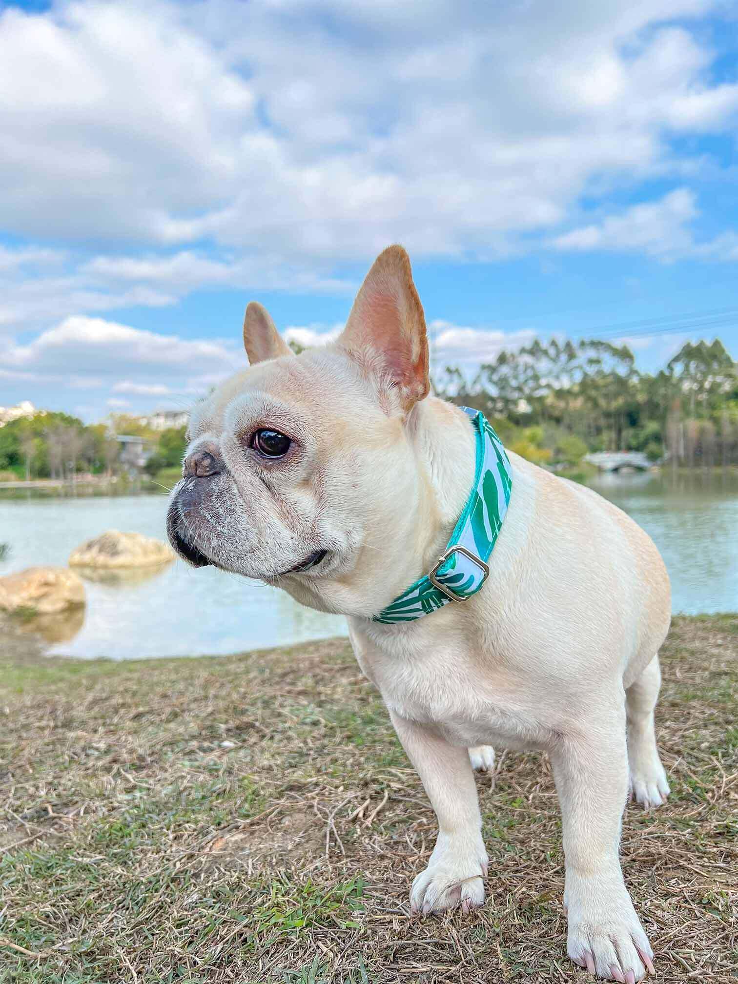 Dog Tropical Vibes Collar - Frenchiely