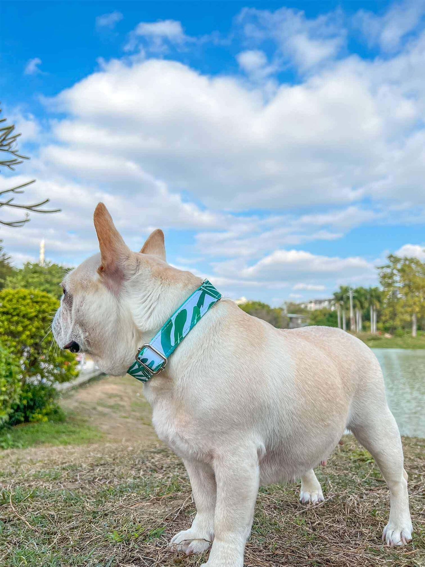 Dog Tropical Vibes Collar - Frenchiely