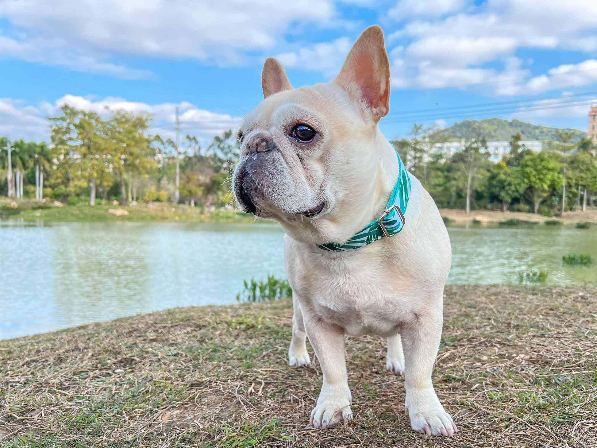 Dog Tropical Vibes Collar - Frenchiely