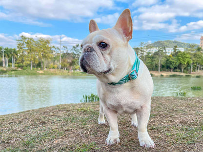 Dog Tropical Vibes Collar - Frenchiely