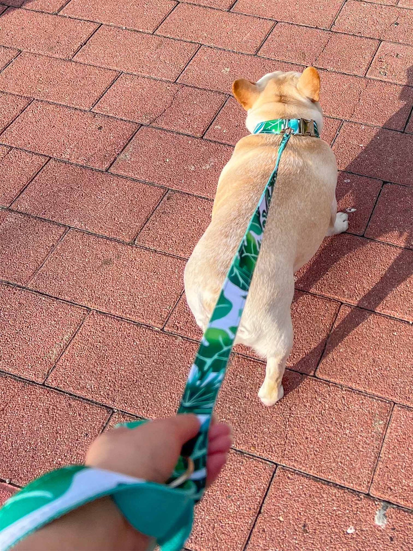 Dog Tropical Vibes Leash Set - Frenchiely