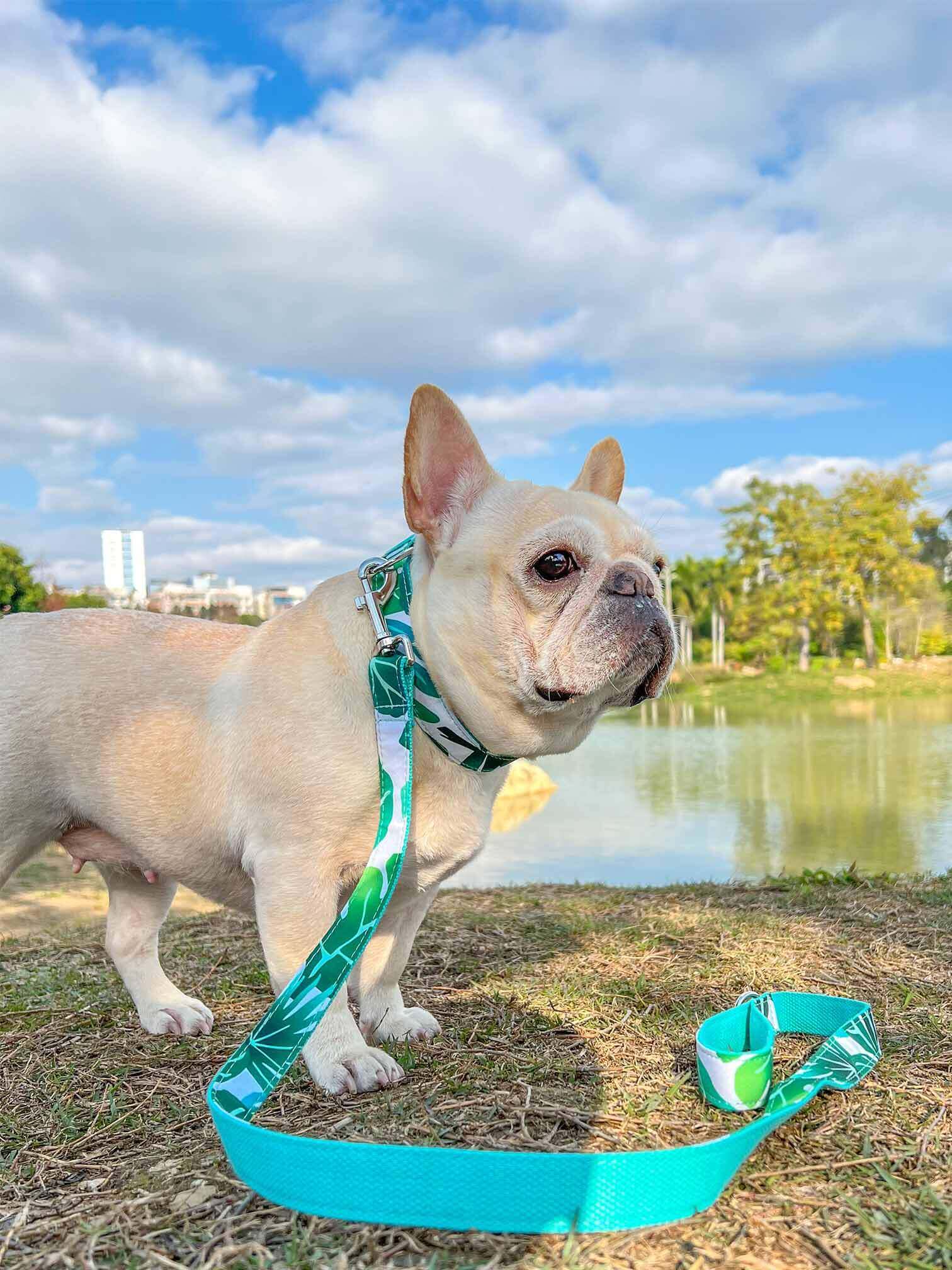 Dog Tropical Vibes Leash Set - Frenchiely