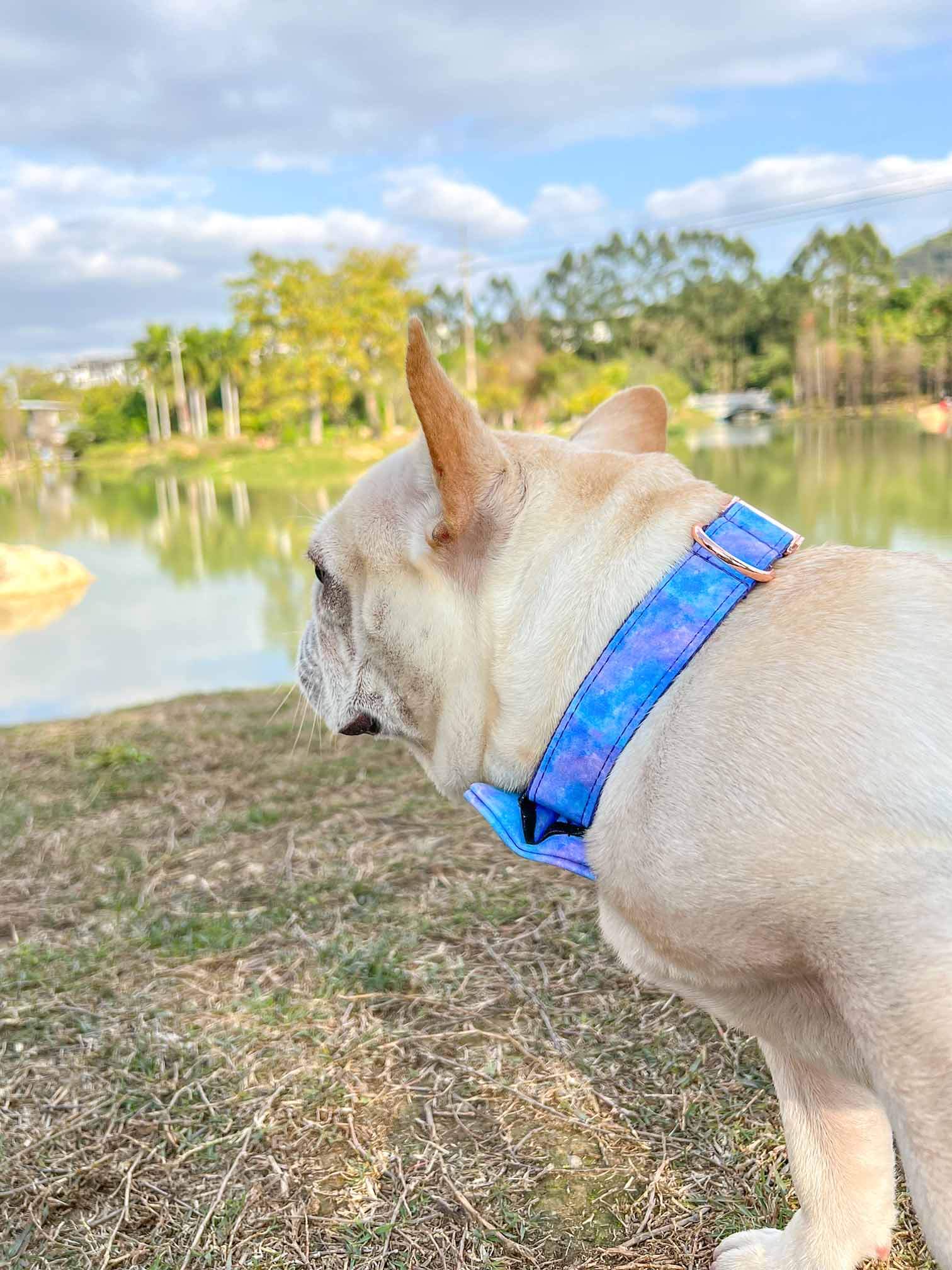 Dog Collar- The Universe - Frenchiely