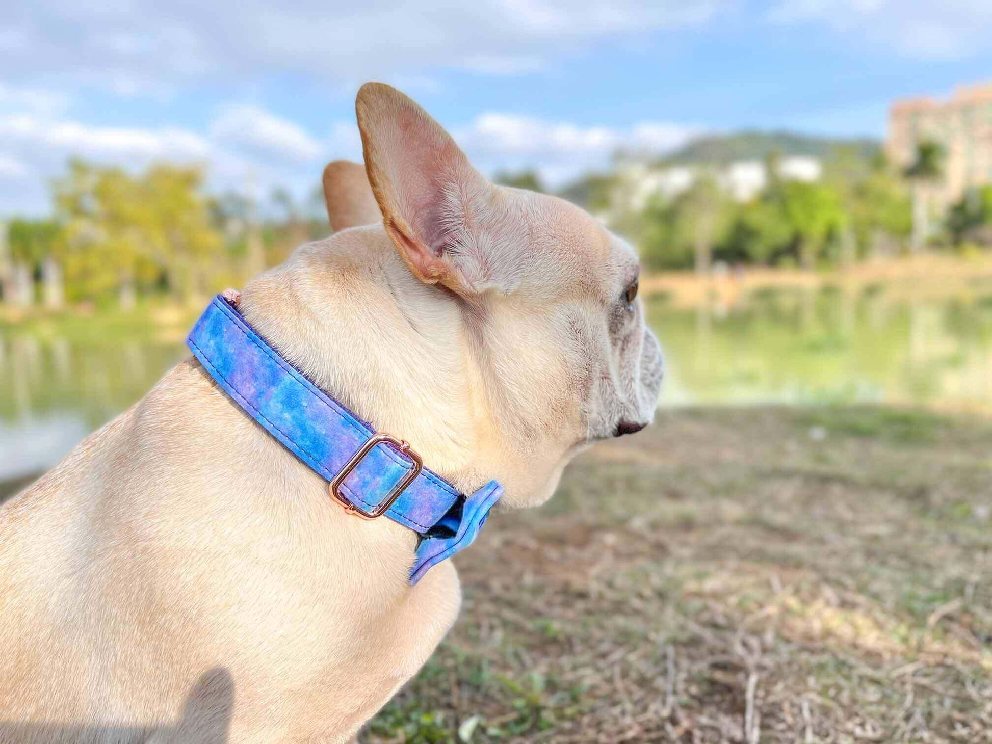 Dog Universe Collar Leash Set - Frenchiely