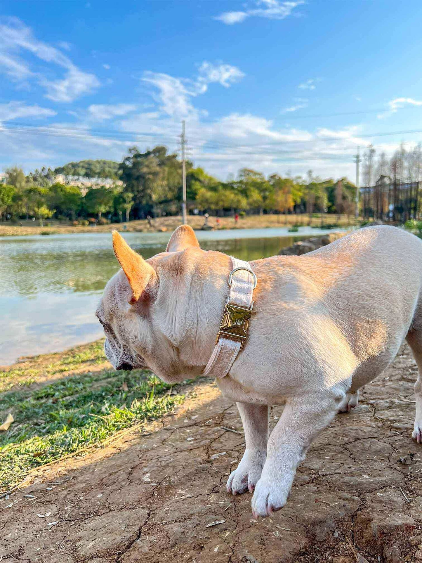 Dog Lace Wedding Collar - Frenchiely