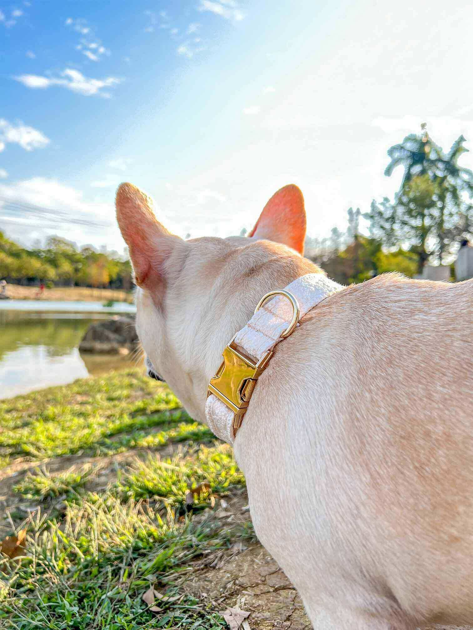 Dog Lace Wedding Collar - Frenchiely