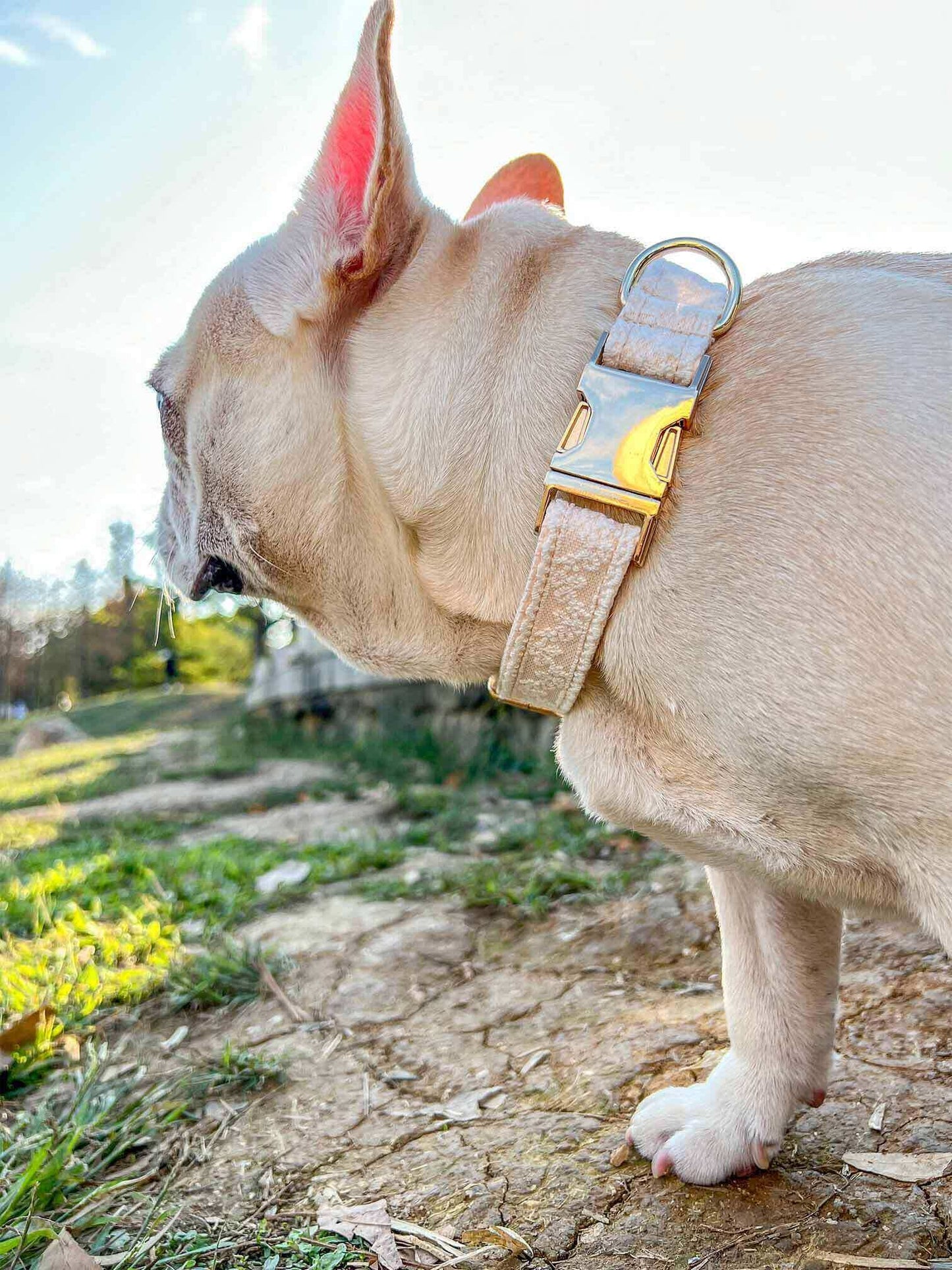 Dog Lace Wedding Collar - Frenchiely