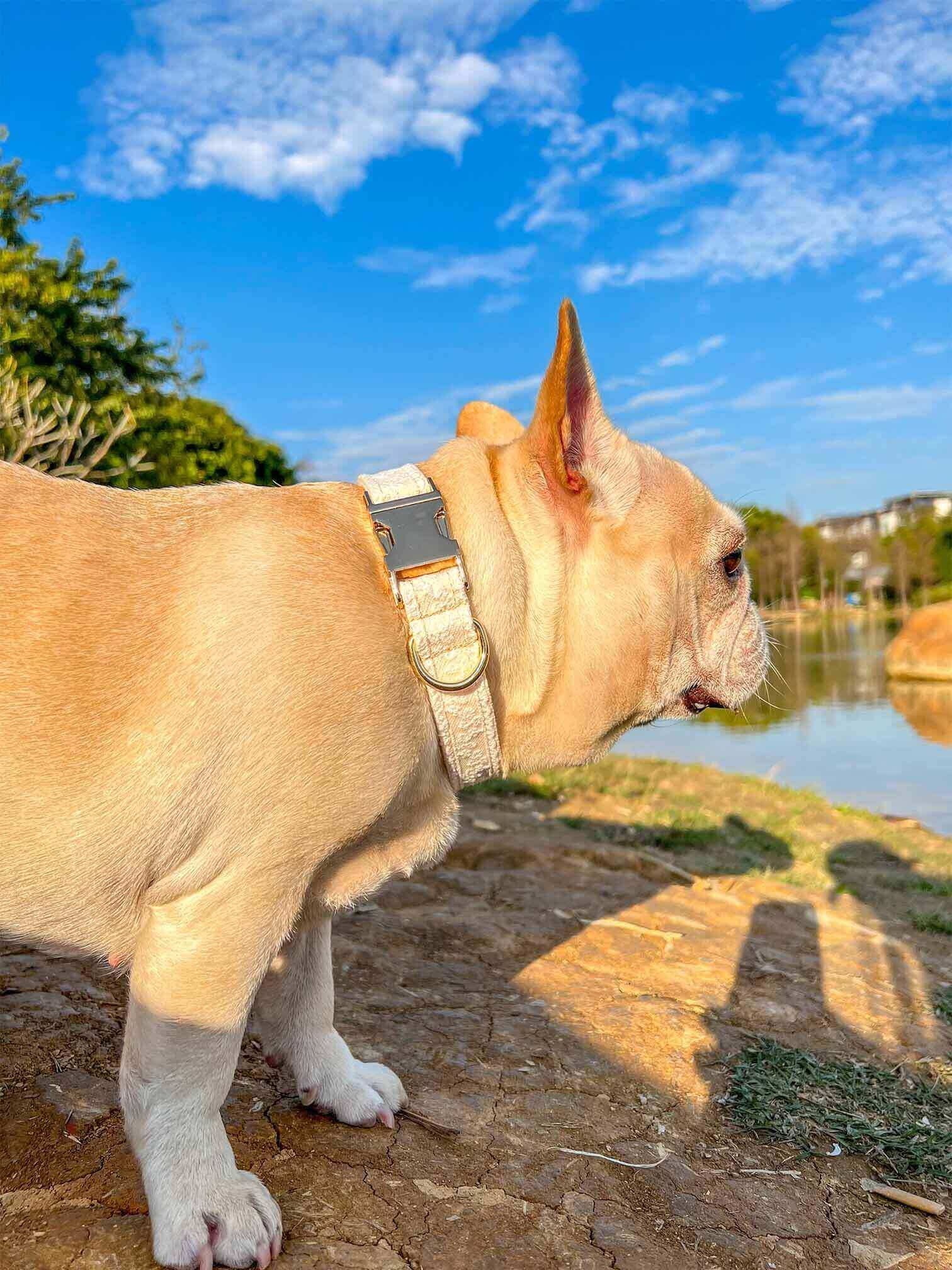 Dog Lace Wedding Collar - Frenchiely