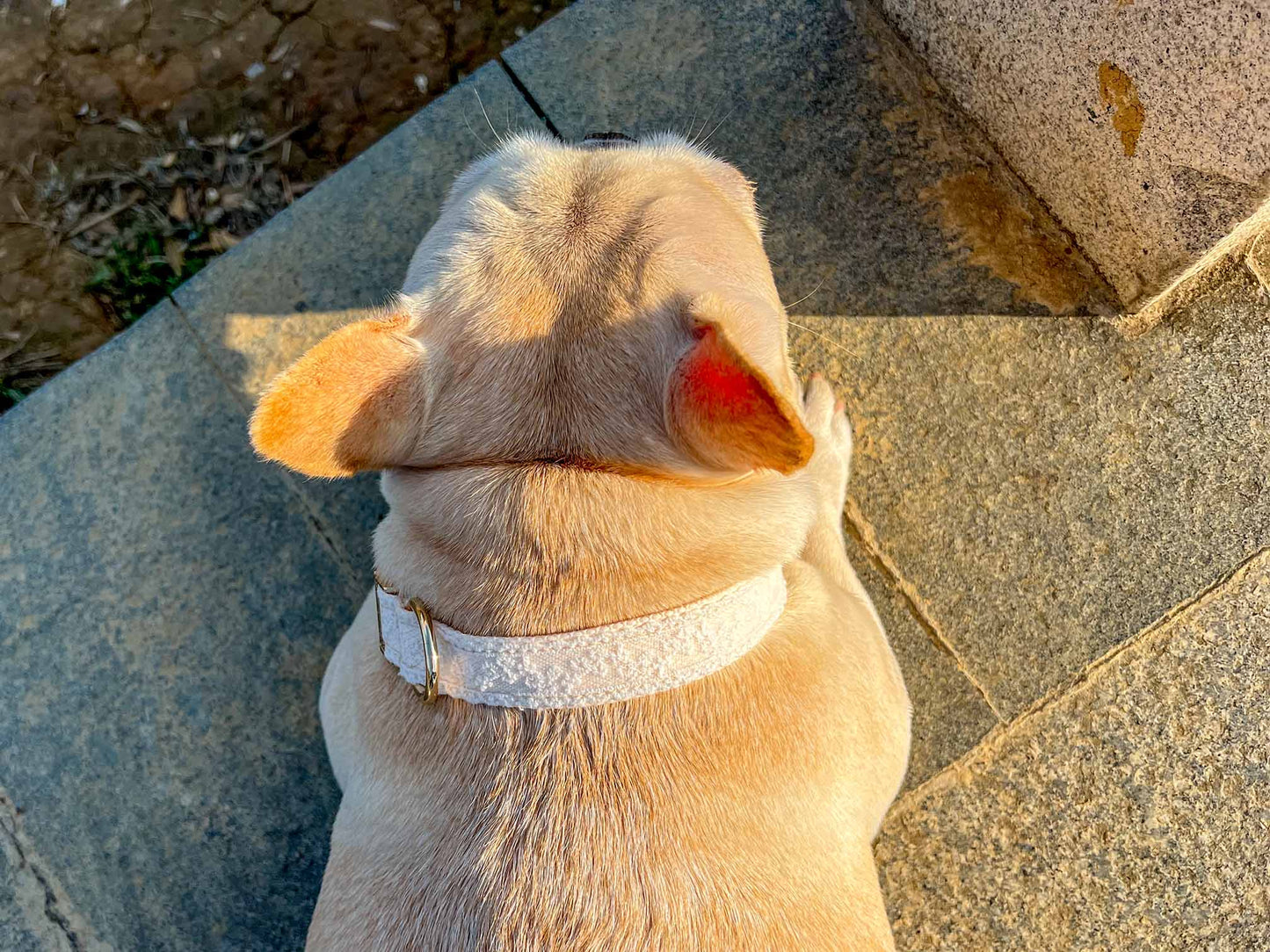 Dog Lace Wedding Collar - Frenchiely