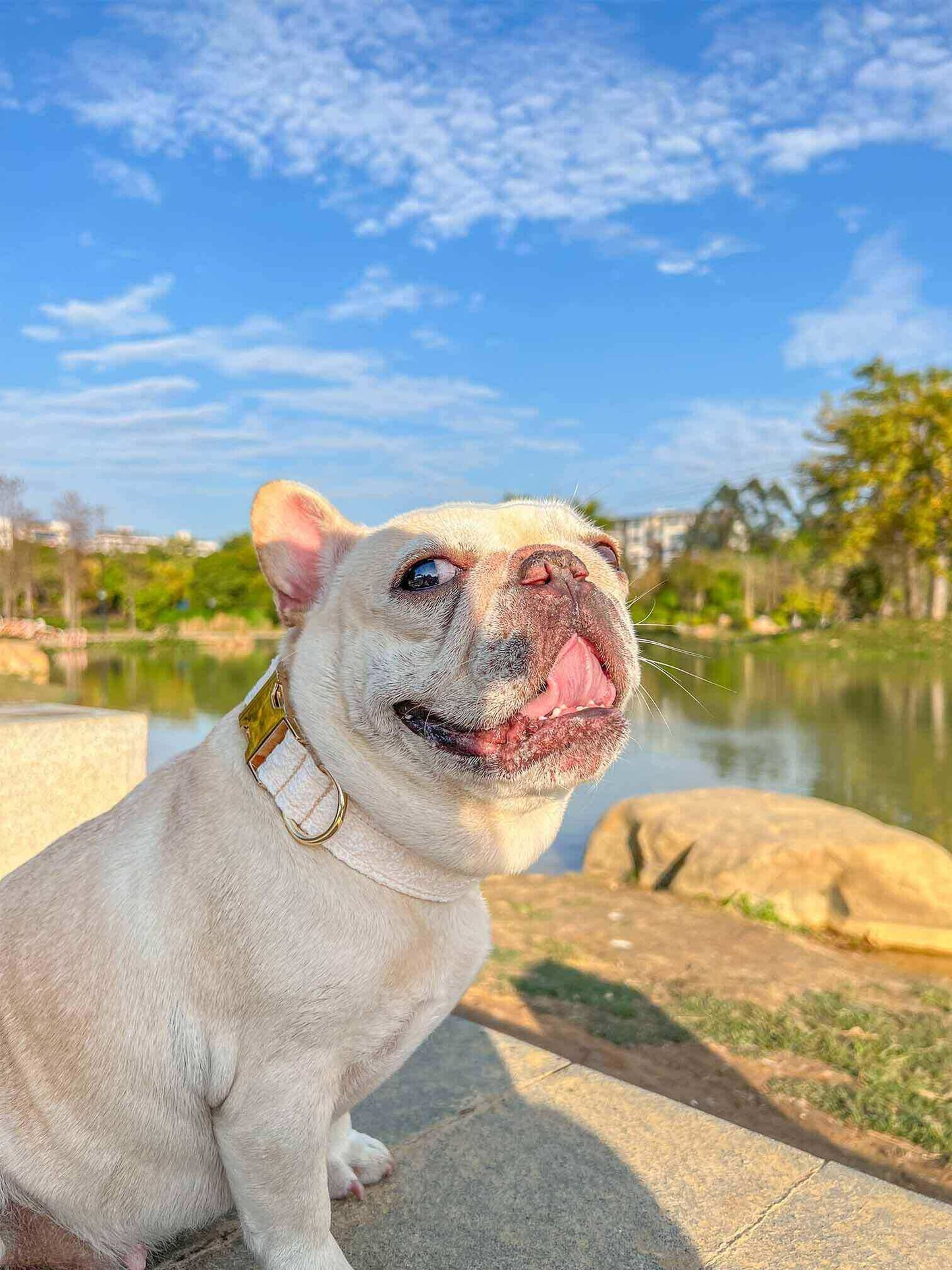 Dog Lace Wedding Collar - Frenchiely