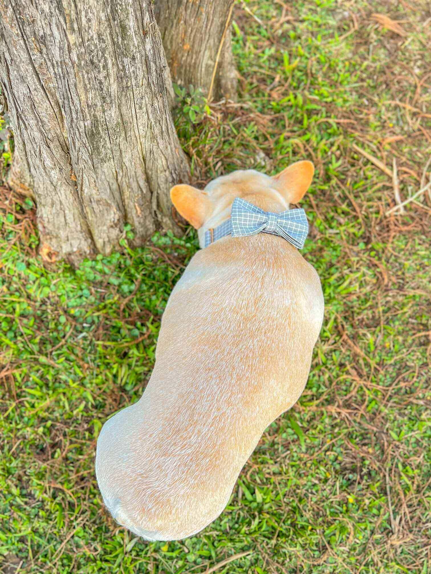 Dog White Plaid Collar Leash Set - Frenchiely