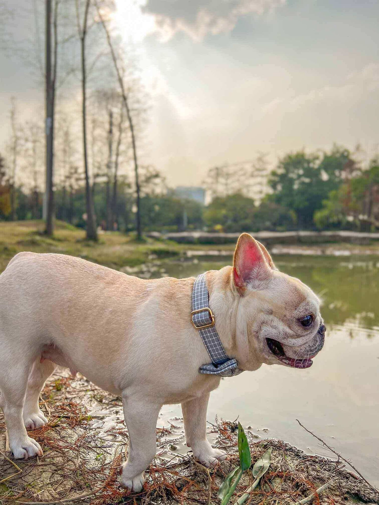 Dog White Plaid Collar Leash Set - Frenchiely