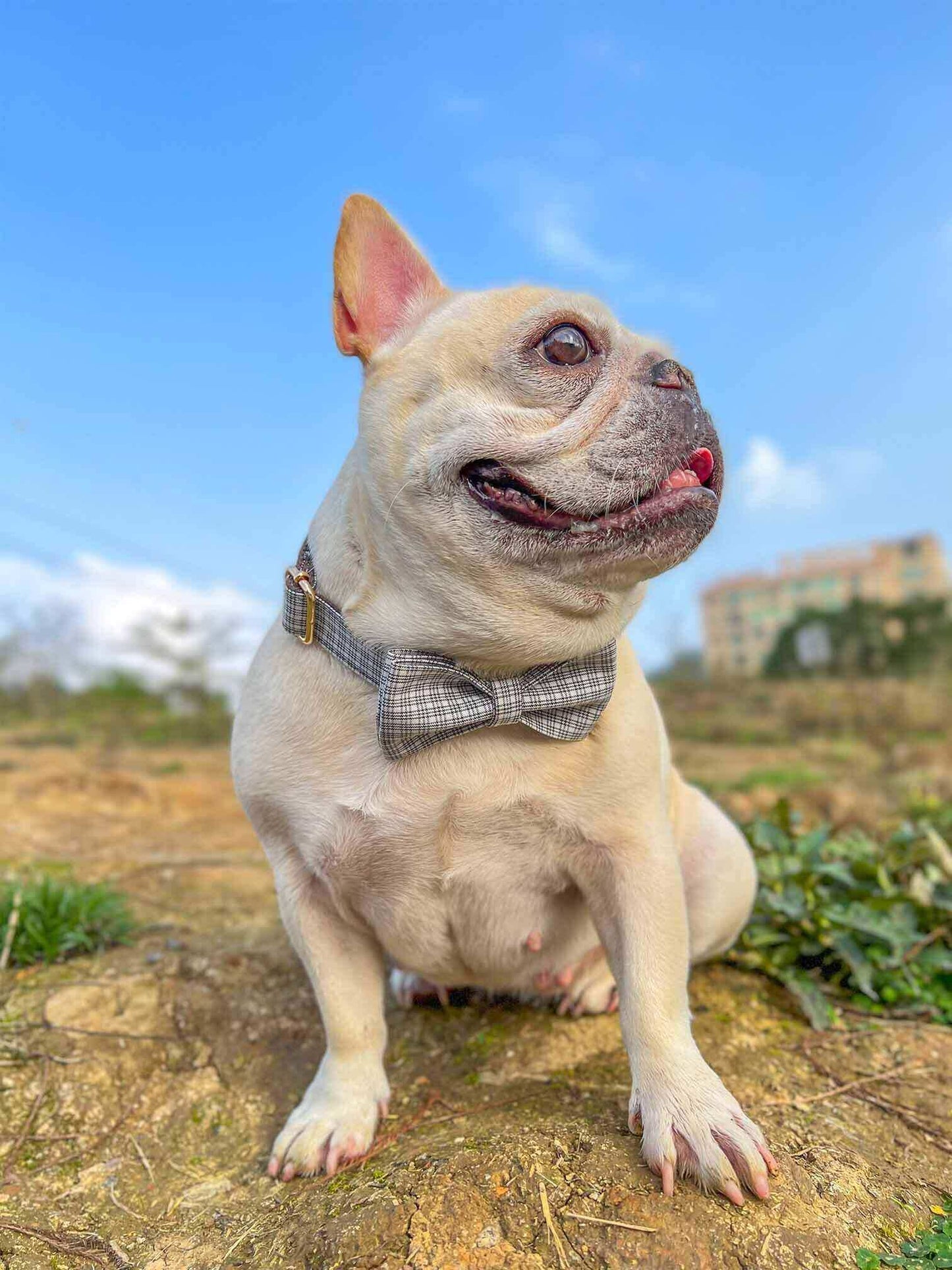 Dog White Plaid Collar Leash Set - Frenchiely