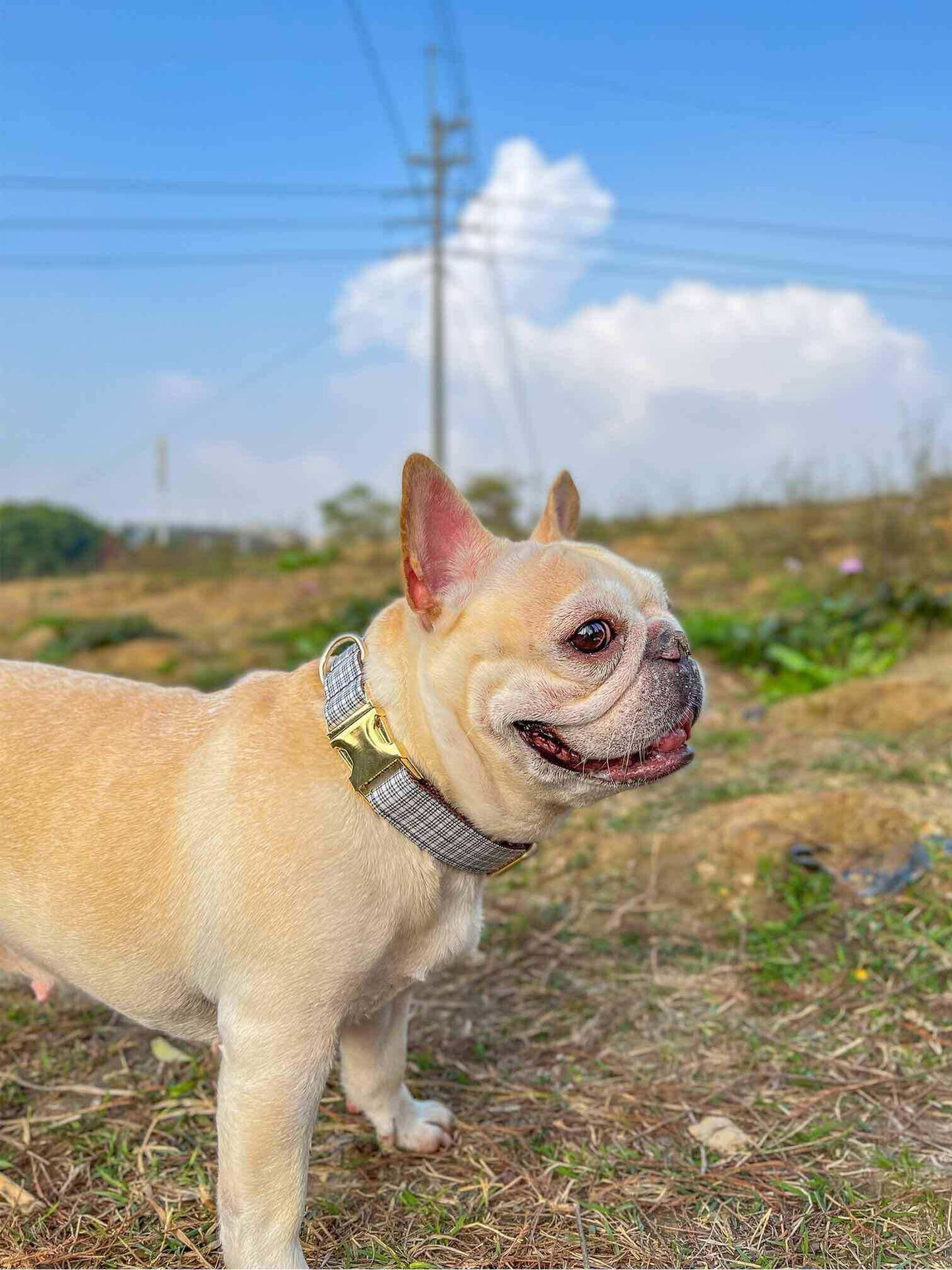 Dog White Plaid Collar Leash Set - Frenchiely