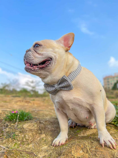 Dog White Plaid Collar Leash Set - Frenchiely