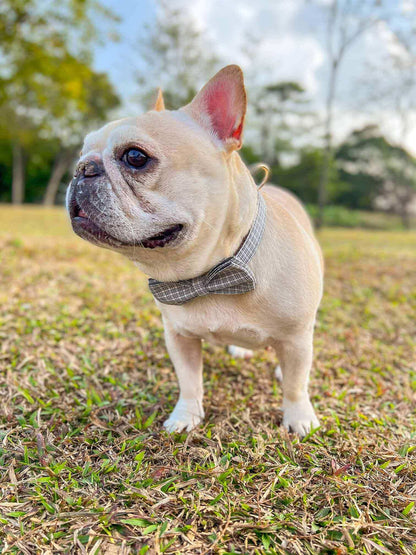 Dog White Plaid Collar Leash Set - Frenchiely