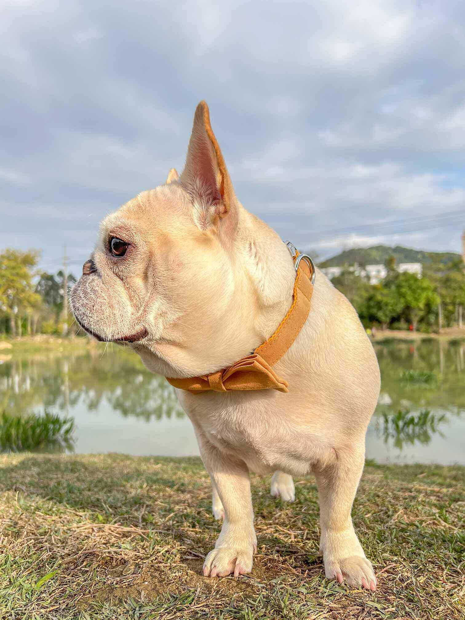 Dog Yellow Collar - Frenchiely