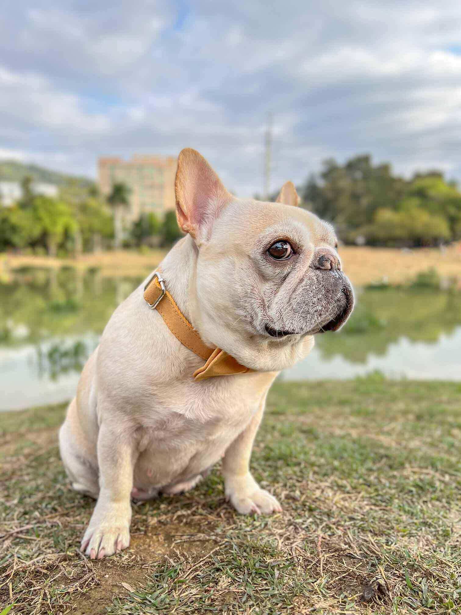 Dog Yellow Collar - Frenchiely