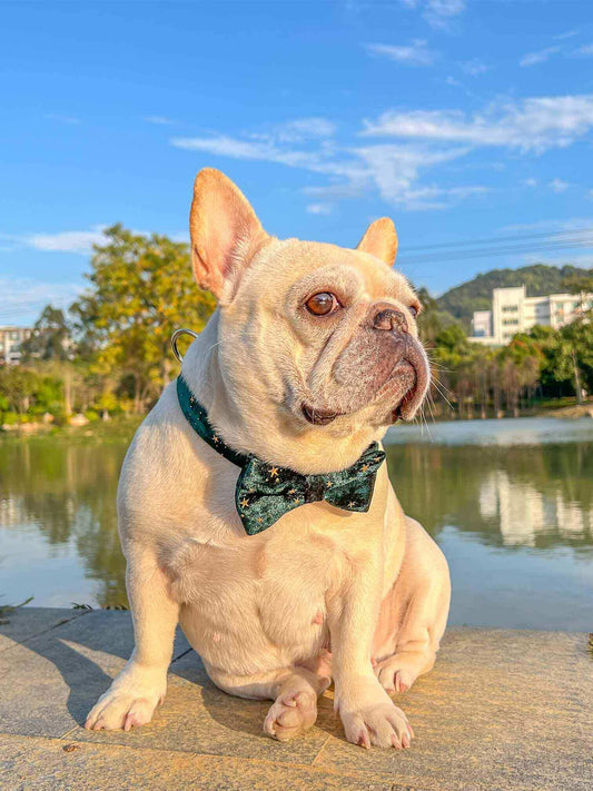 Dog Green Velvet Star Collar - Frenchiely