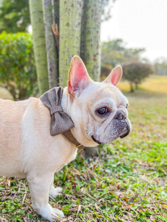 Dog Brown Collar - Frenchiely