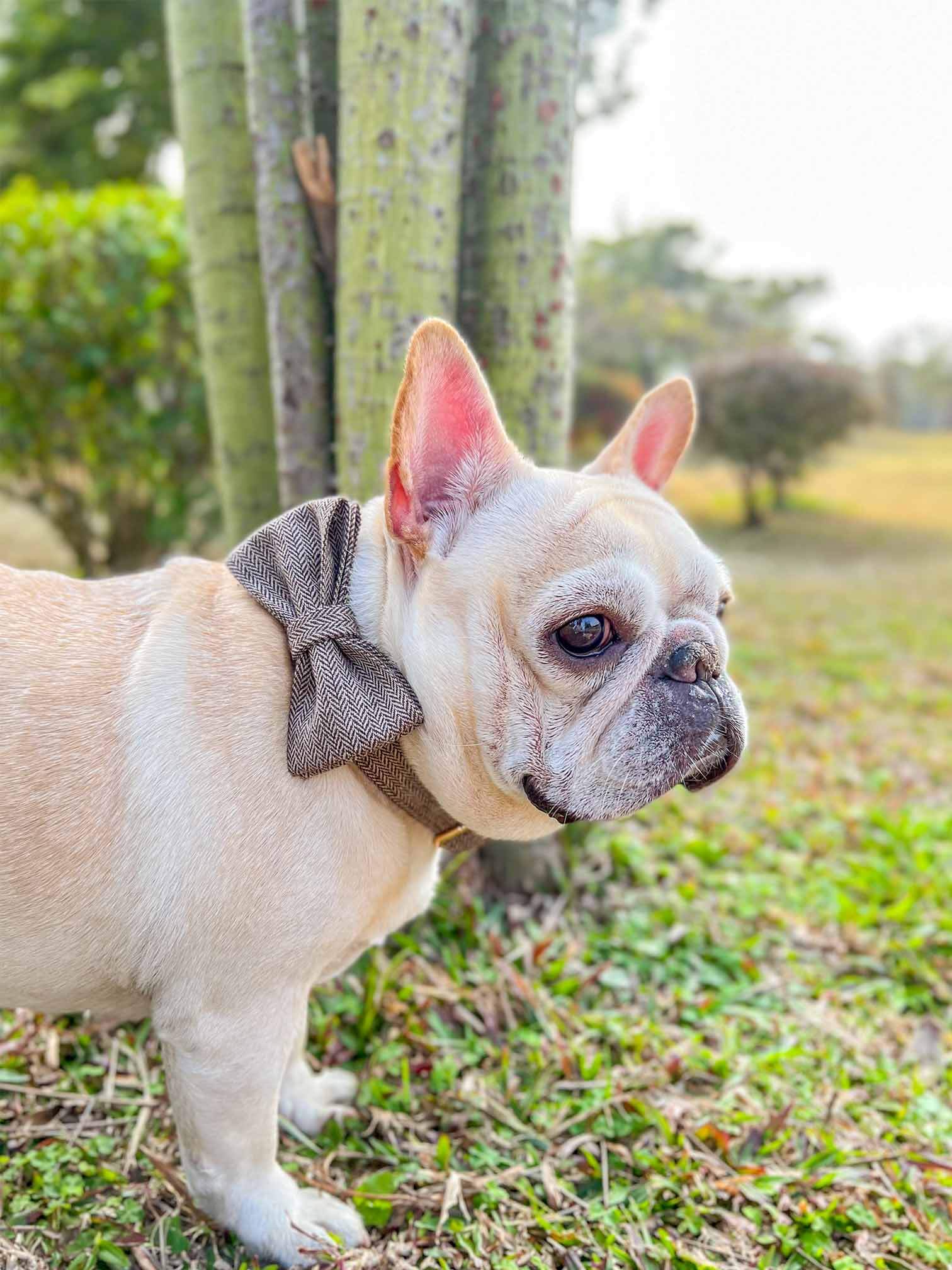 Dog Brown Collar Leash Set - Frenchiely