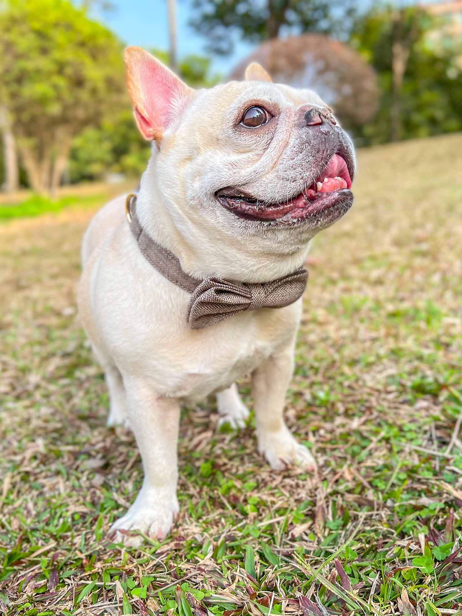 Dog Brown Collar Leash Set - Frenchiely