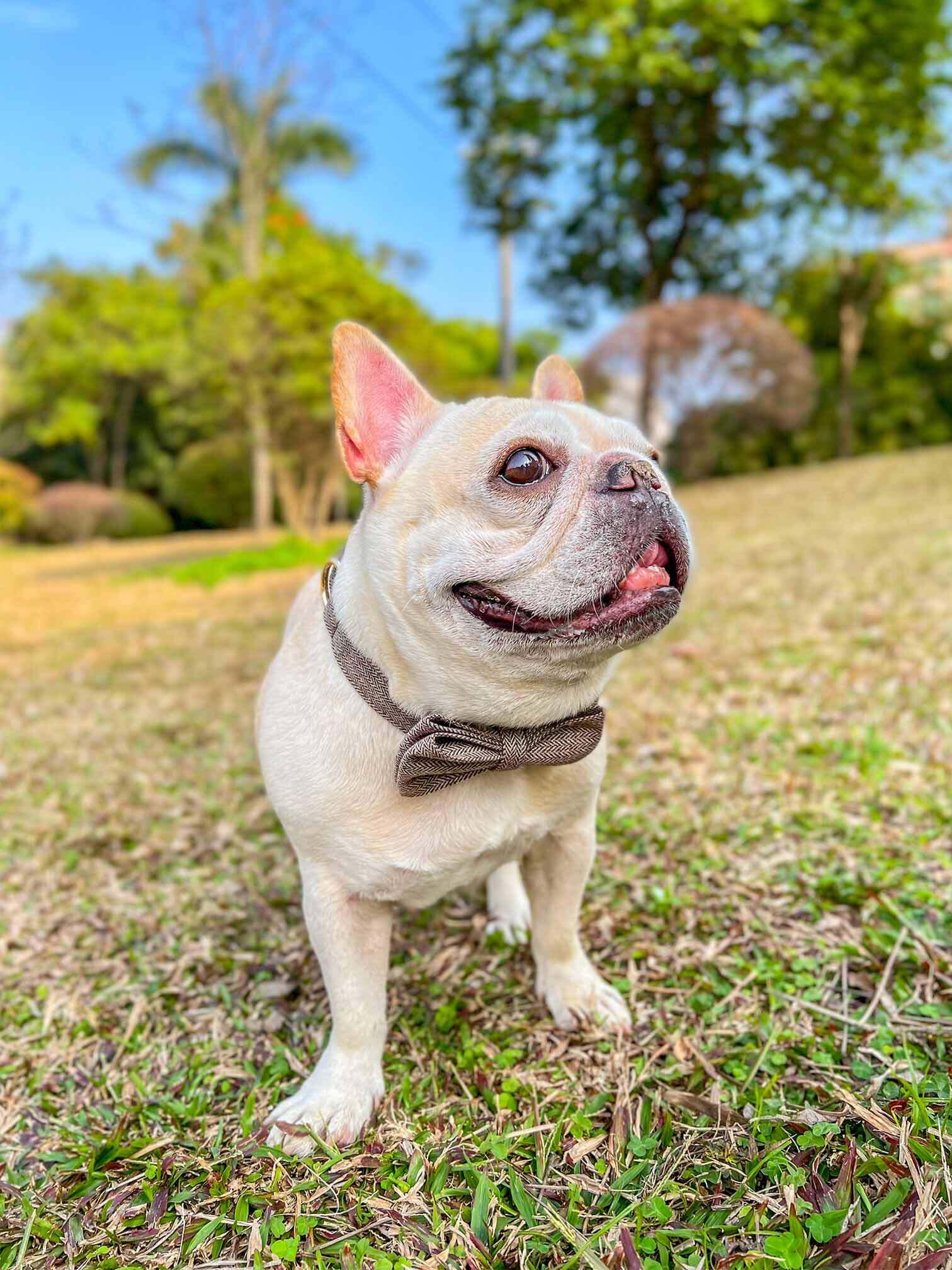 Dog Brown Collar Leash Set - Frenchiely