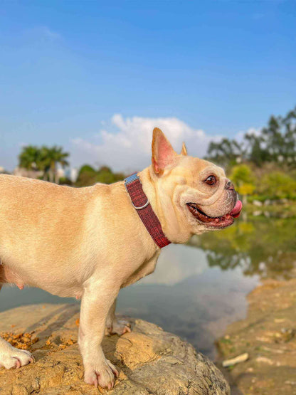 Dog Red Collar Leash Set - Frenchiely