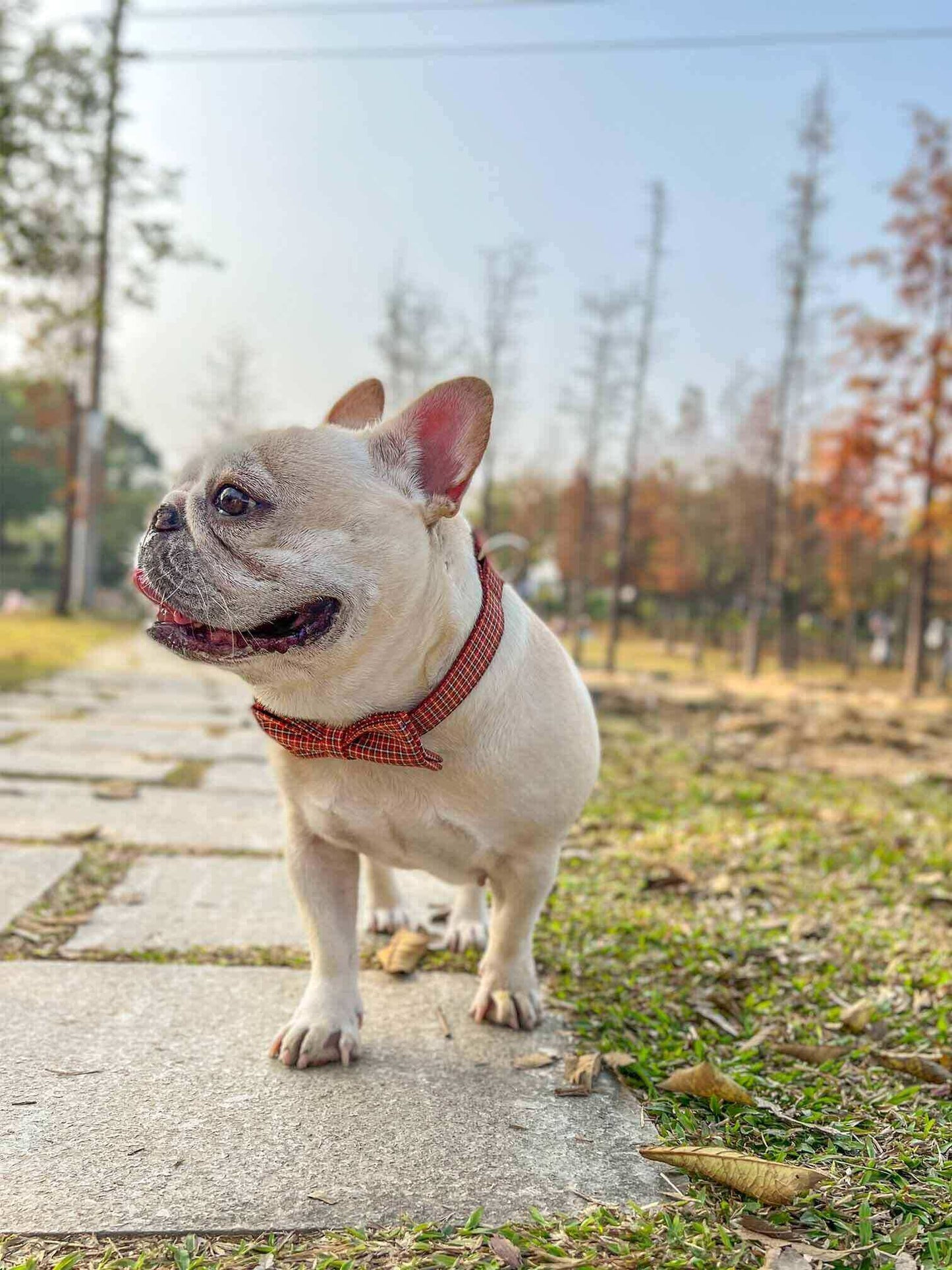 Dog Red Plaid Leash Set - Frenchiely