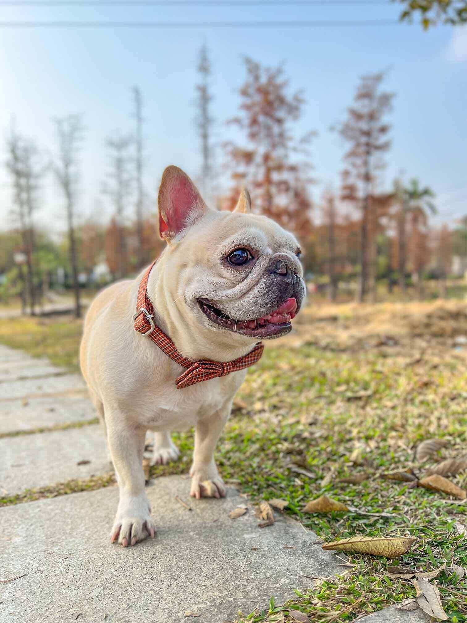 Dog Red Plaid Leash Set - Frenchiely