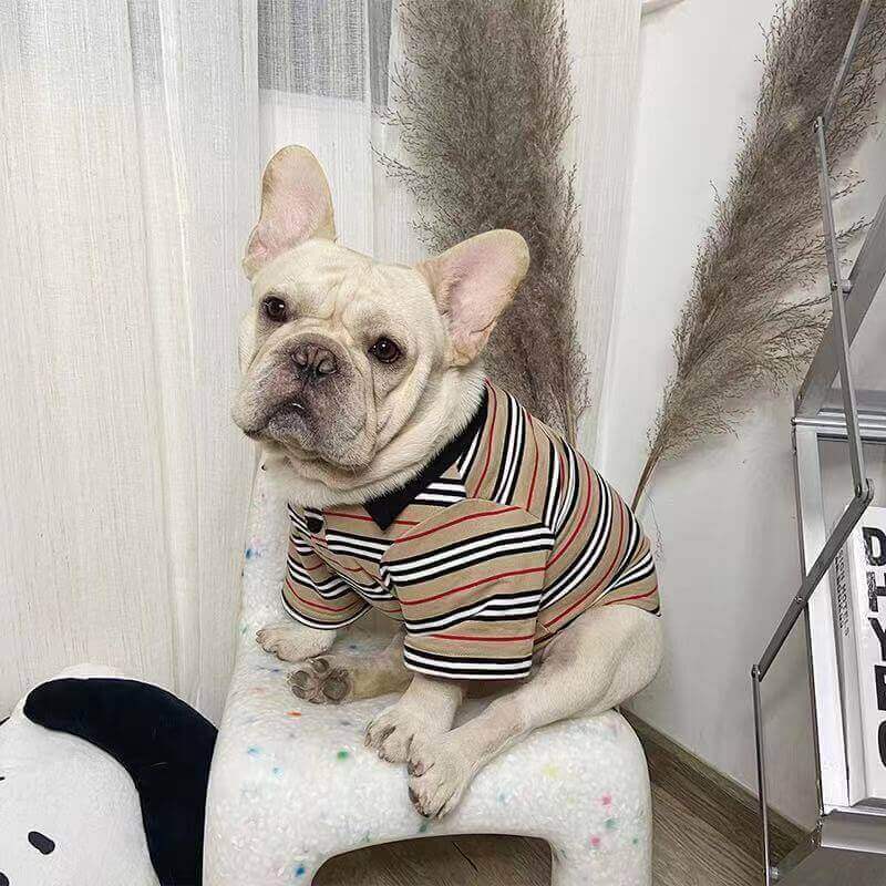 Dog Shirt with Angel Wing – Frenchiely