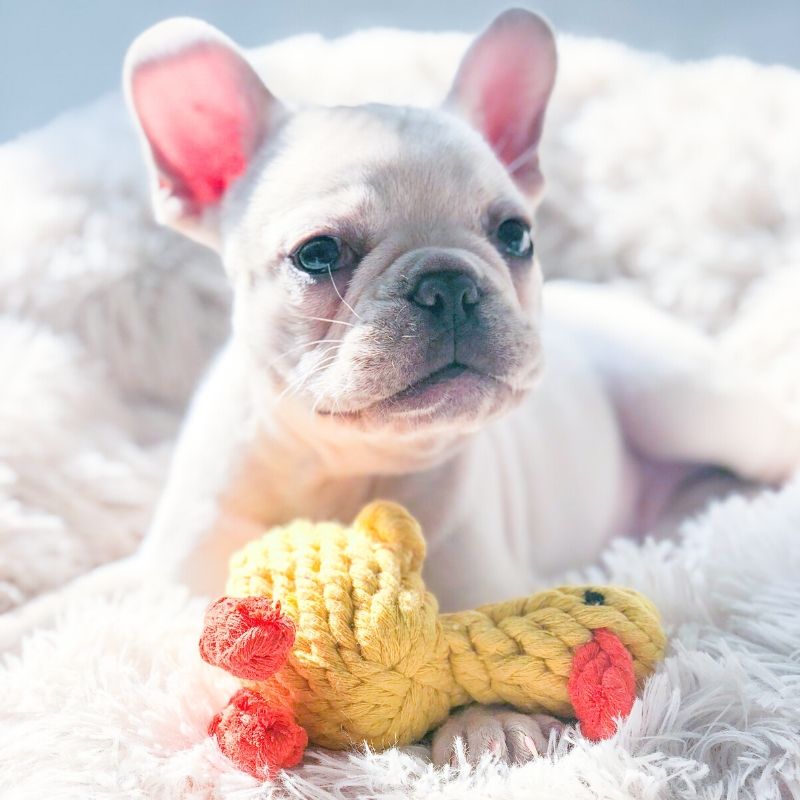 Puppy Frenchie Chewing Rope Toy Duck - Frenchiely