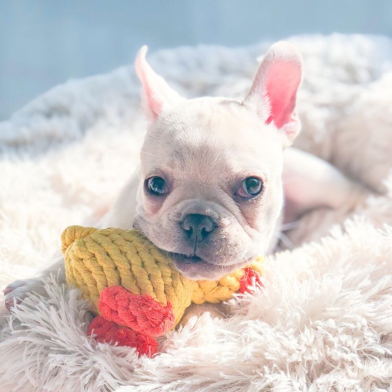 Puppy Frenchie Chewing Rope Toy Duck  Medium Dogs Chewing Toys – Frenchiely
