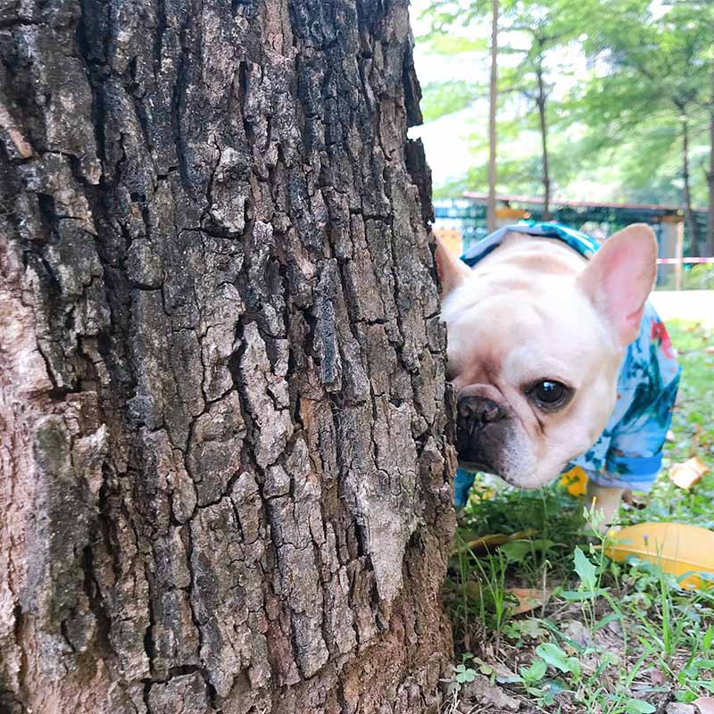 Dog Hawaiian islands Shirt - Frenchiely