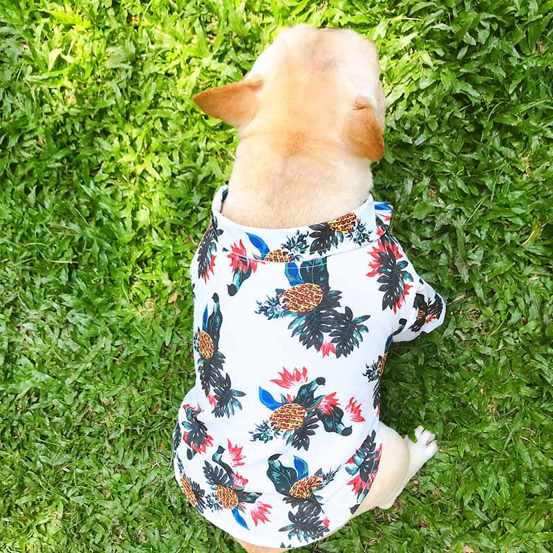 Dog wearing hawaiian outlet shirt