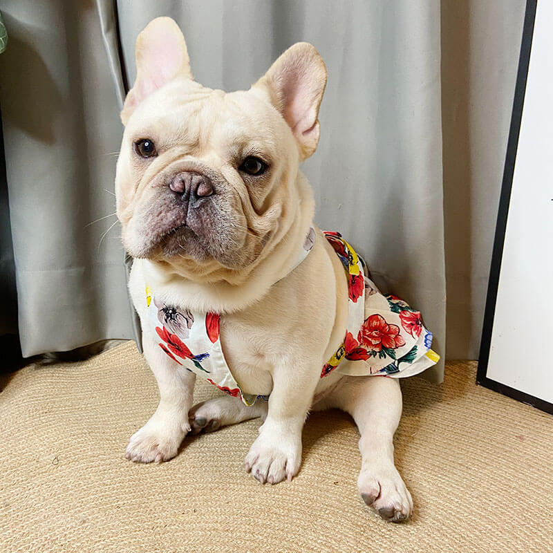 Dresses for clearance french bulldogs