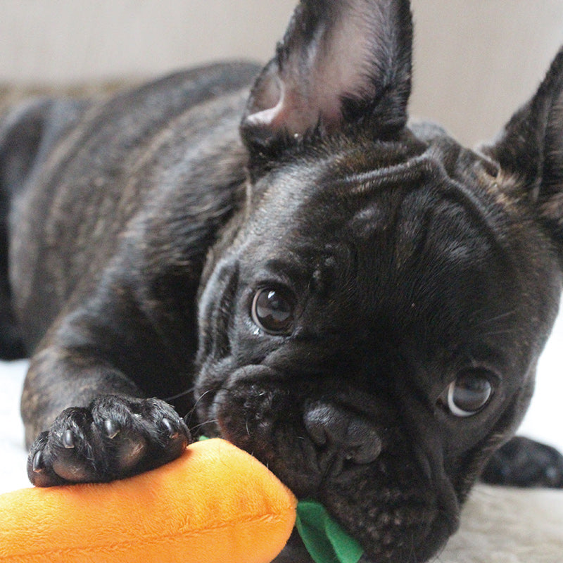 https://www.frenchiely.com/cdn/shop/products/Frenchielyfrenchbulldogpuppychewingplushcarrottoy03.jpg?v=1685009332&width=1445