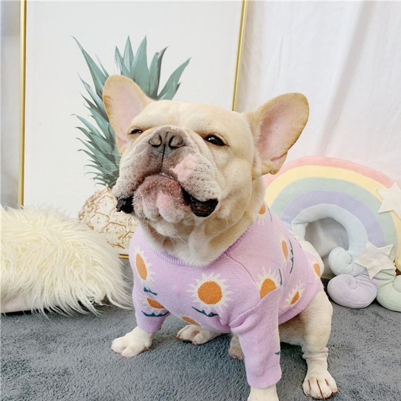 dog purple daisy sweaters for french bulldogs