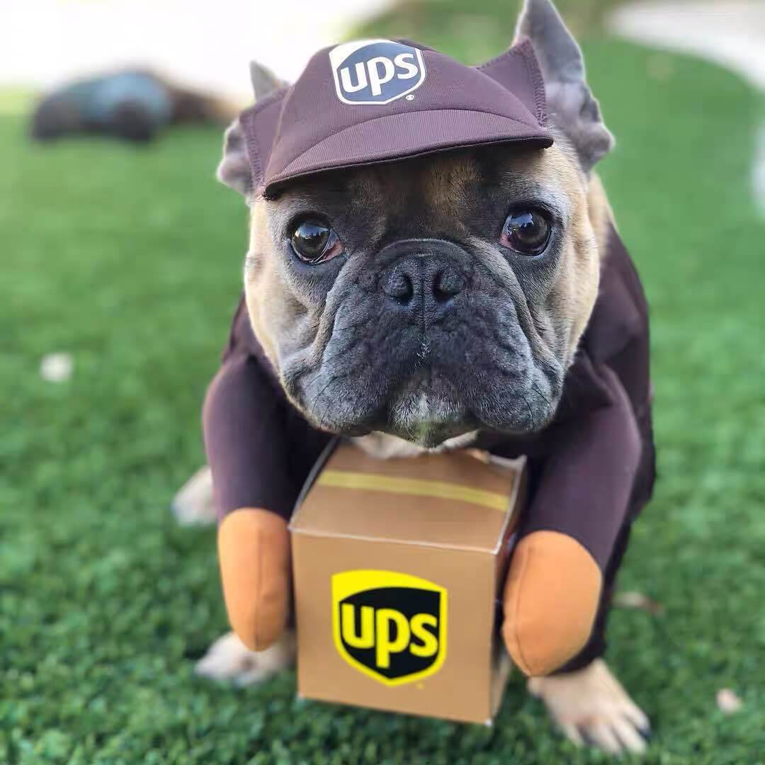 Dog in shop ups outfit