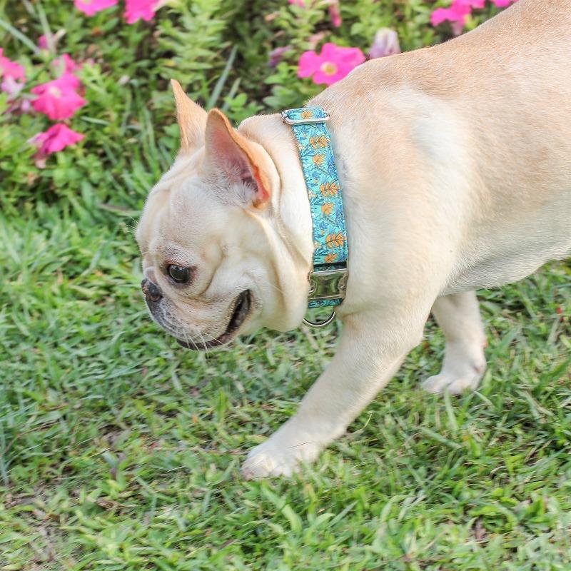 Unique Dog Collar for Small Dogs - Frenchiely