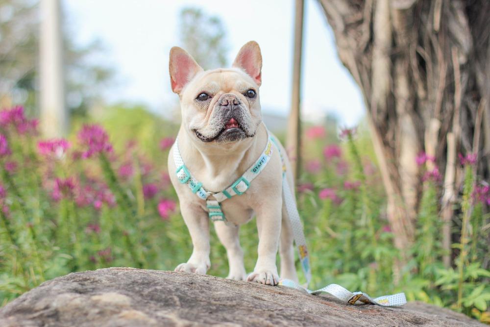 French Bulldog & Pug Harness- Rain Drops - Frenchiely