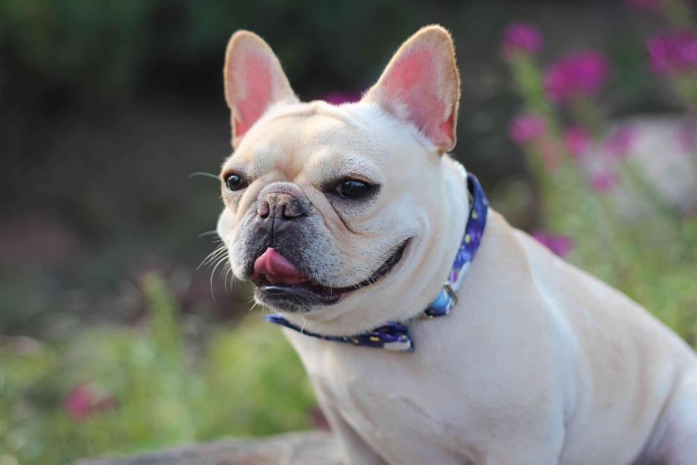 Dog Unicorn Collar with Bow Tie for Medium Dogs - Frenchiely